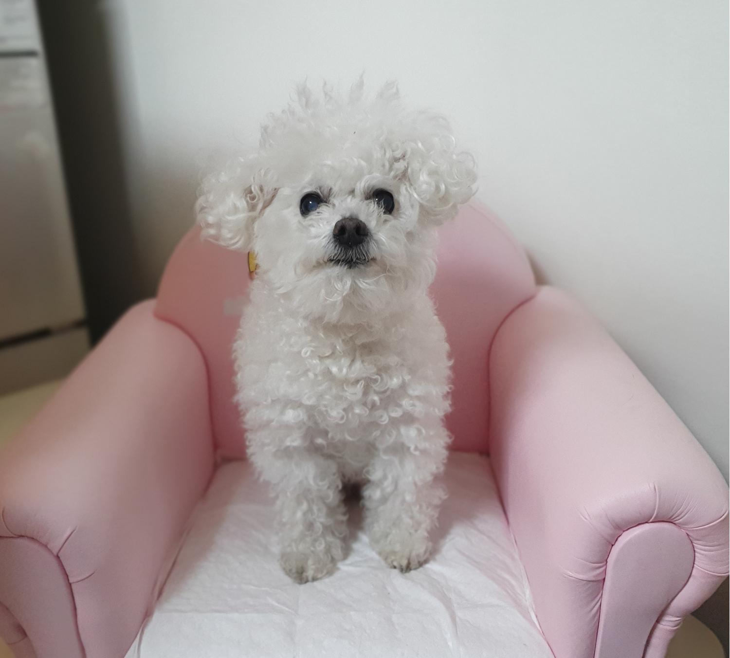 창원유기동물보호소_448567202500059